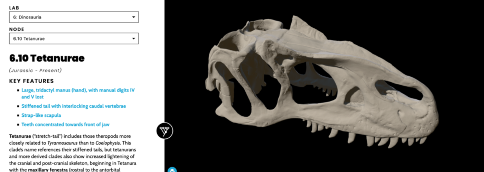 Lab 3D digital resource with image of dinosaur skull and description of features